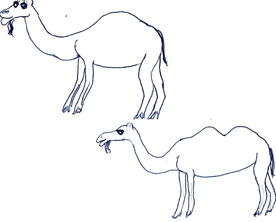 Animals - kamelen